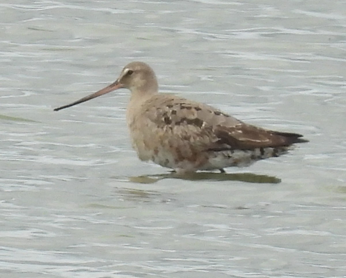 Hudsonian Godwit - ML642361006