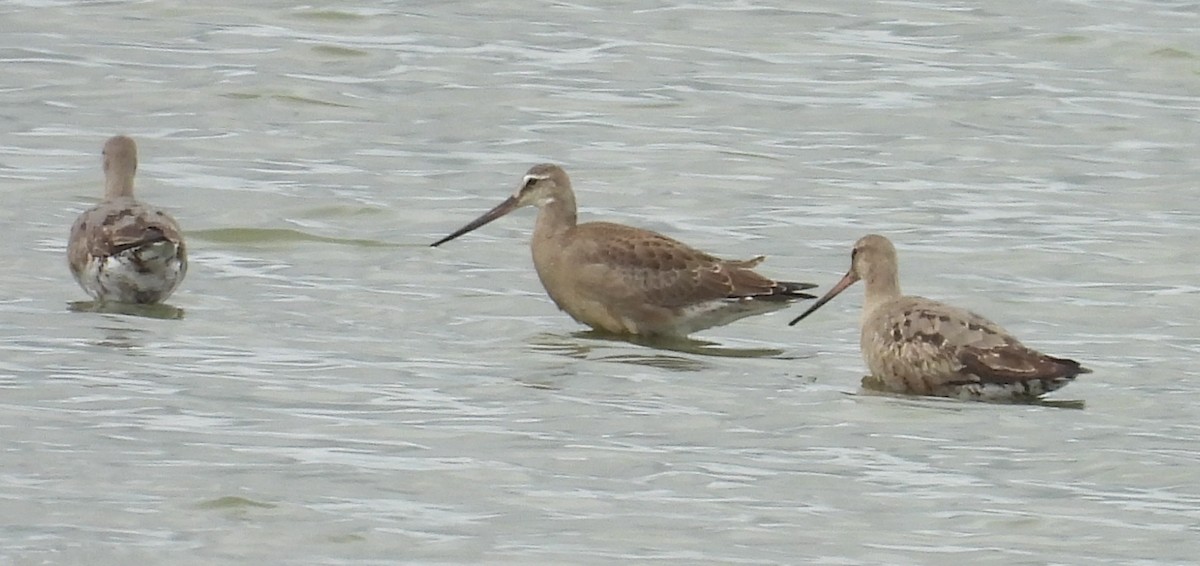 Hudsonian Godwit - ML642361007