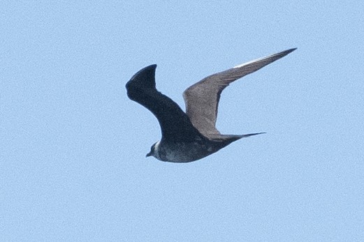 Long-tailed Jaeger - ML642361015