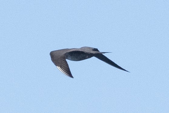 Long-tailed Jaeger - ML642361016