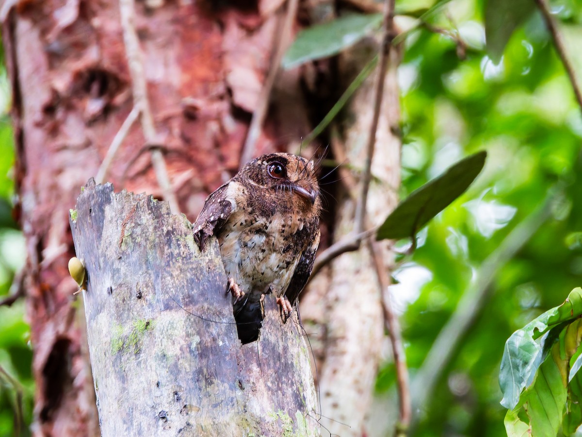 Moluccan Owlet-nightjar - ML642361018