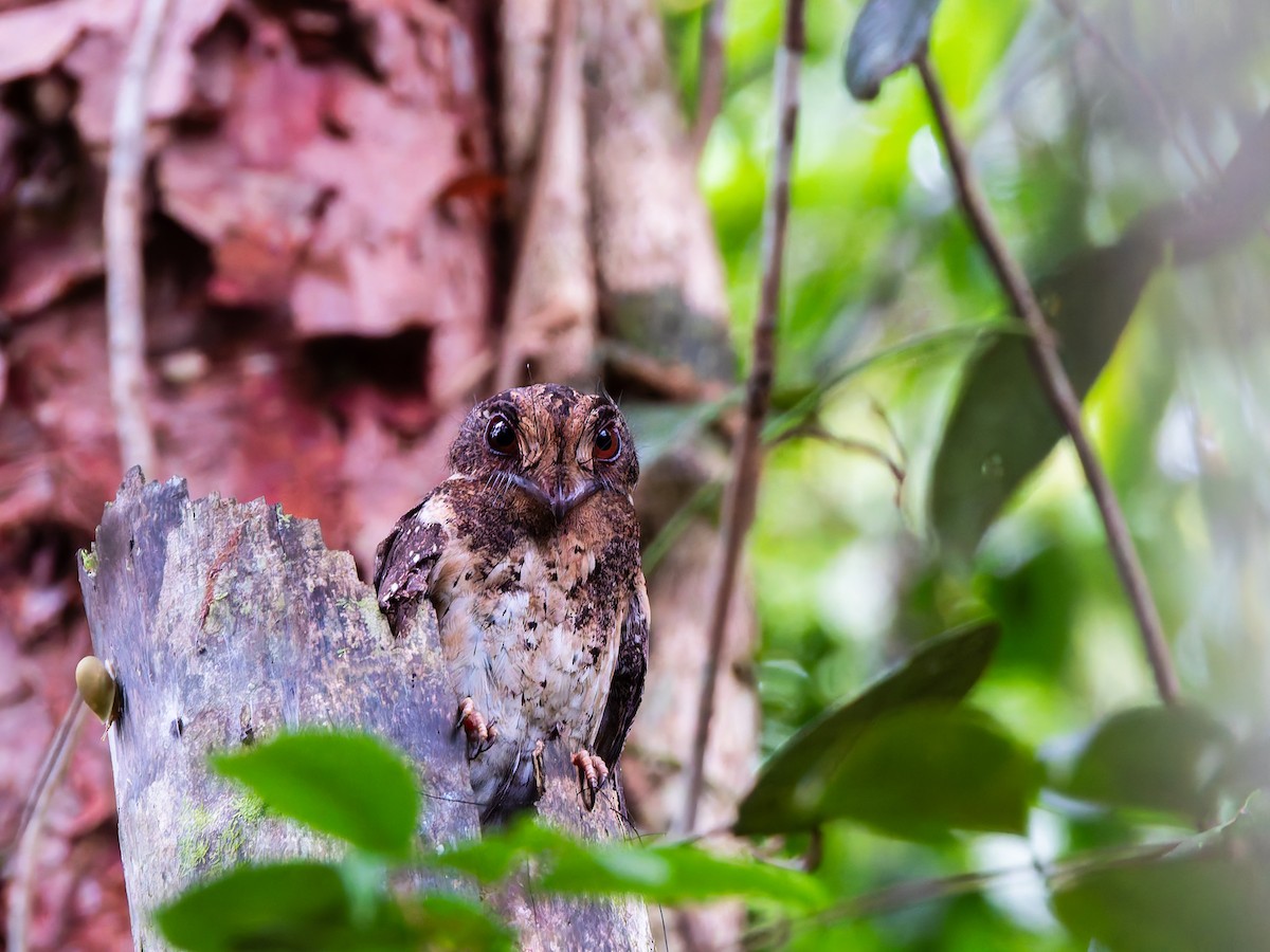 Moluccan Owlet-nightjar - ML642361019