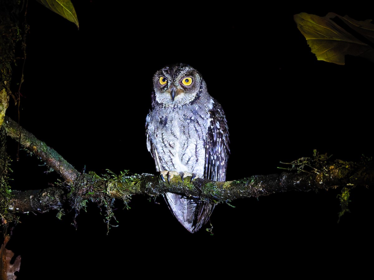 Moluccan Scops-Owl (Moluccan) - ML642361022