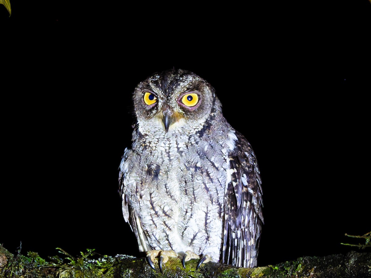 Moluccan Scops-Owl (Moluccan) - ML642361023