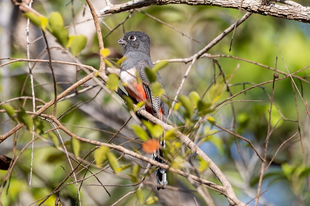 Trogon couroucou - ML642361026