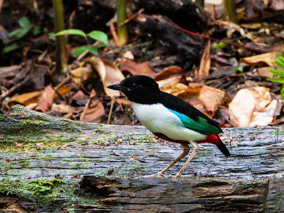 Ivory-breasted Pitta (Ivory-breasted) - ML642361029