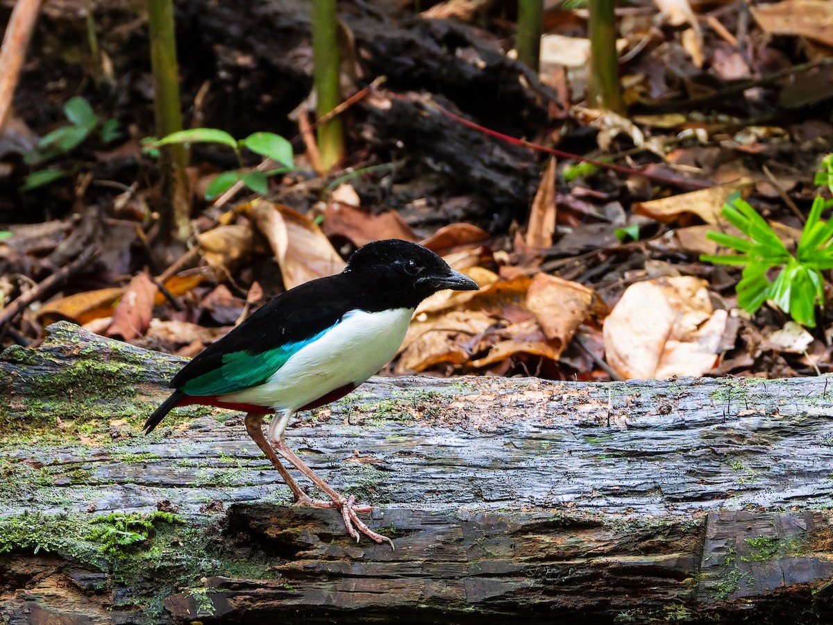 Ivory-breasted Pitta (Ivory-breasted) - ML642361030