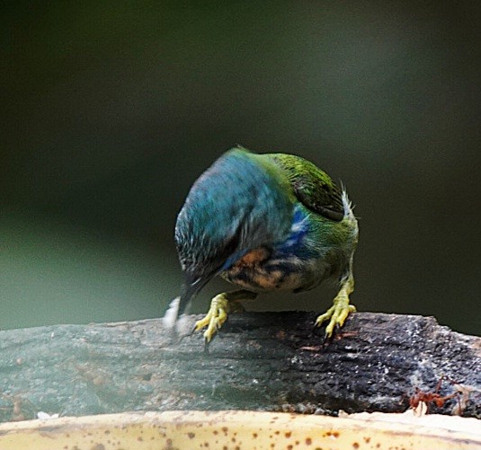 Shining Honeycreeper - ML642361064
