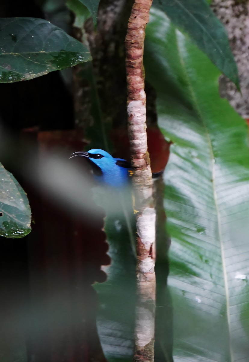 Shining Honeycreeper - ML642361065