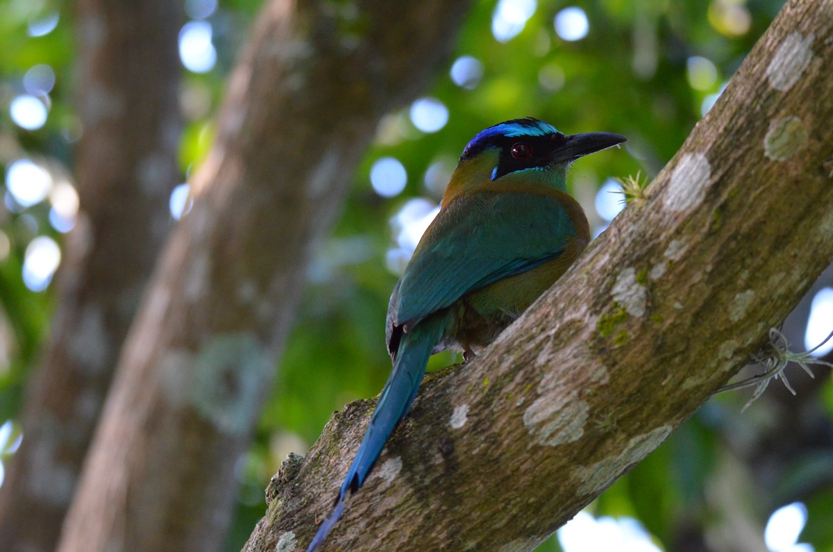 Motmot de Lesson - ML642361107