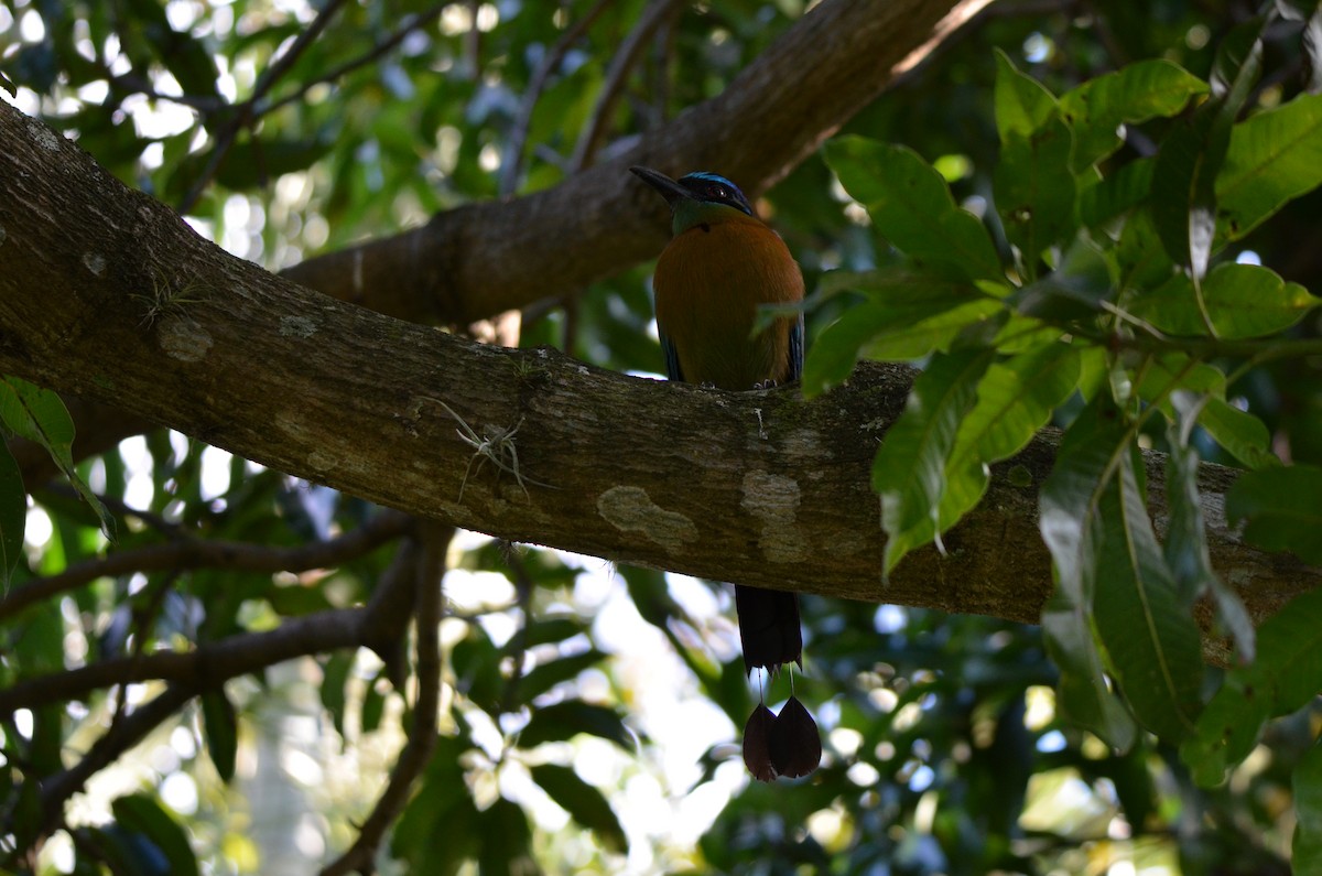 Motmot de Lesson - ML642361108