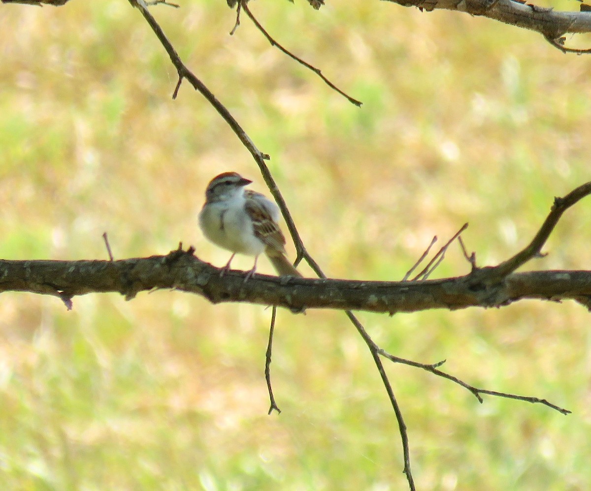 Chipping Sparrow - Ann Tanner