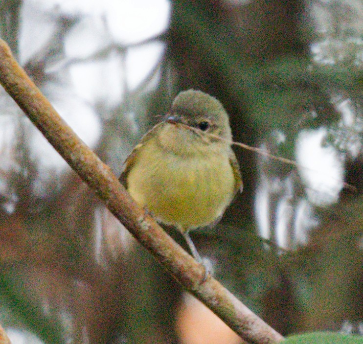 Mottle-cheeked Tyrannulet - ML642361119