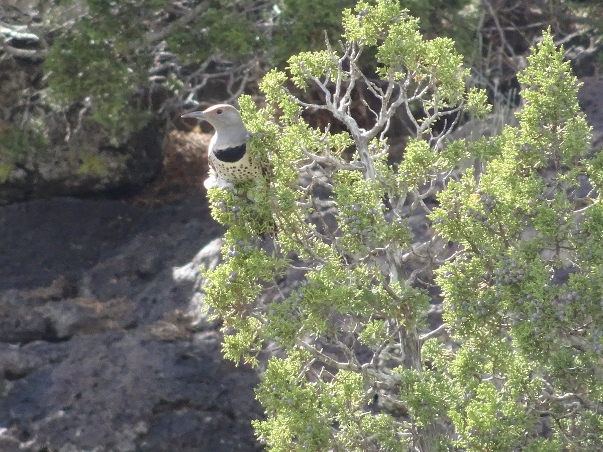 Northern Flicker - ML642361132