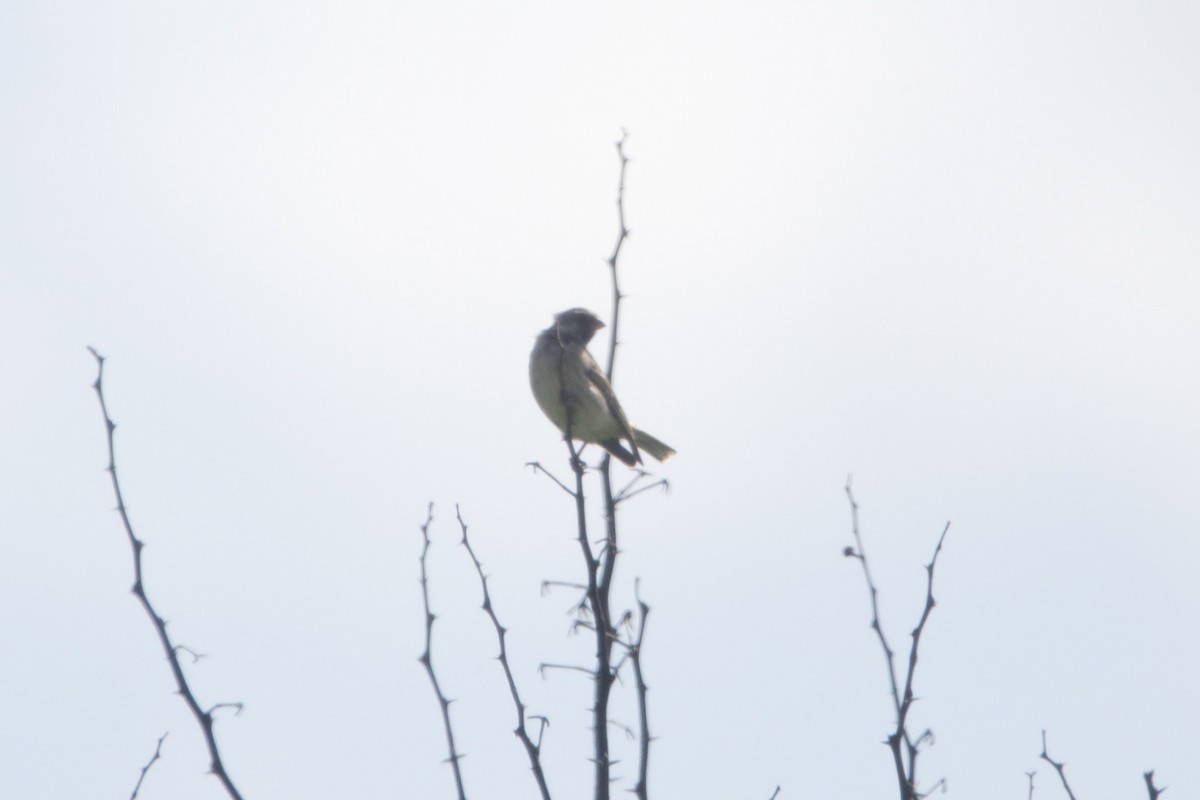 Black-throated Canary - ML642361133