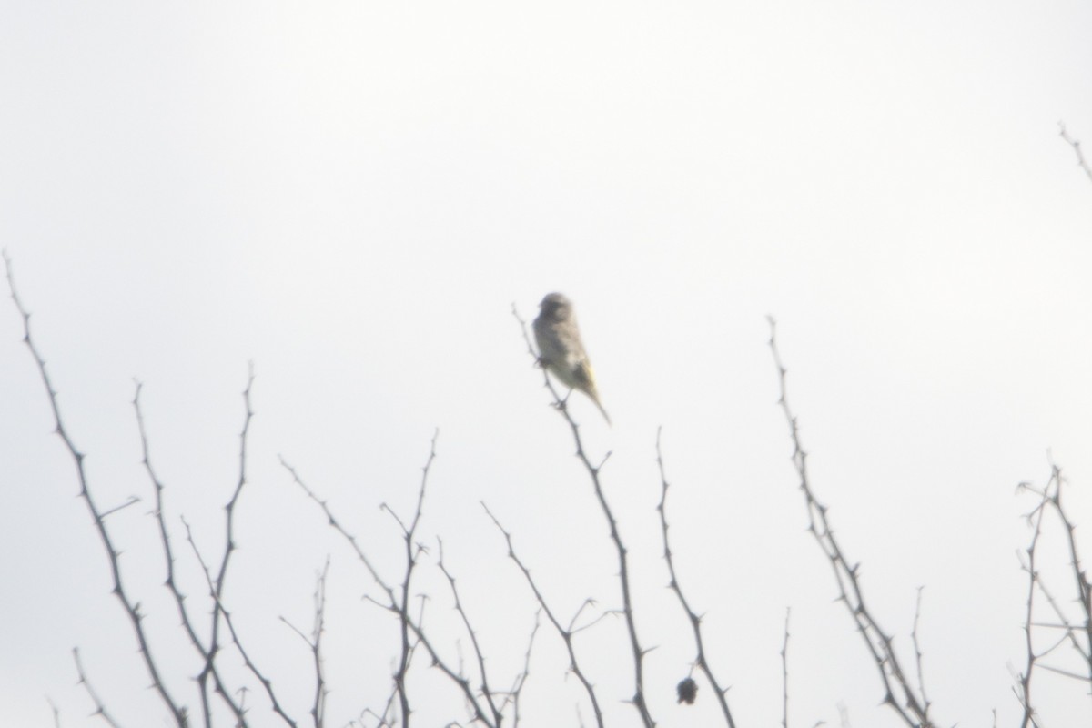 Black-throated Canary - ML642361134