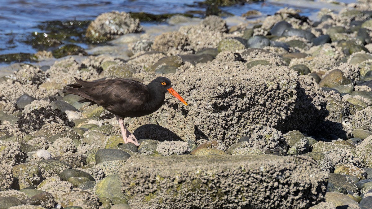 Black Oystercatcher - ML642361138