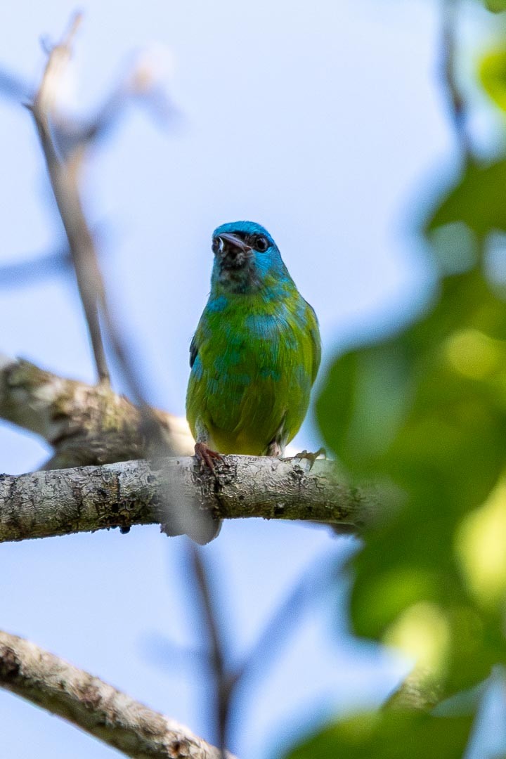 Dacnis bleu - ML642361140