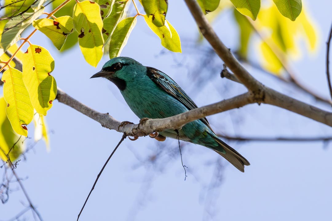 Dacnis bleu - ML642361141