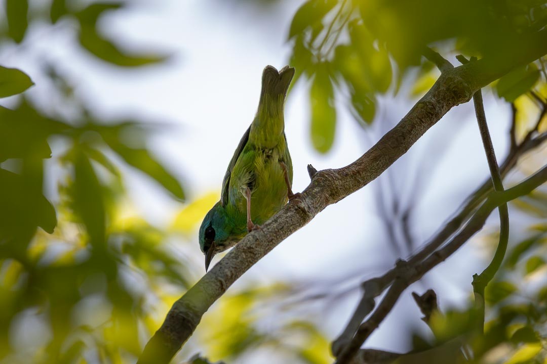 Dacnis bleu - ML642361142