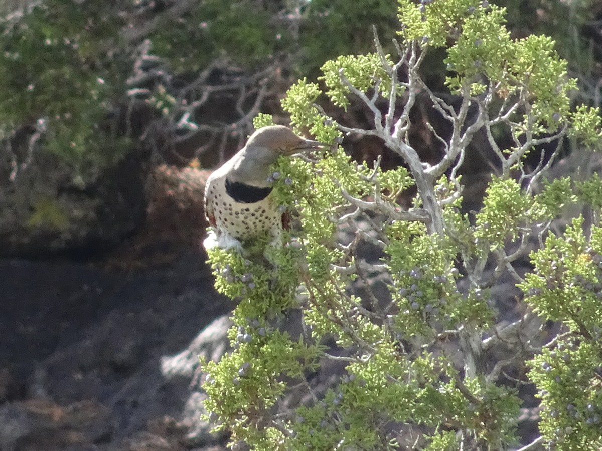 Northern Flicker - ML642361143