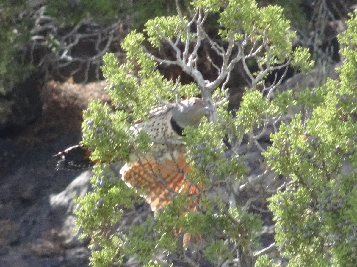 Northern Flicker - ML642361144