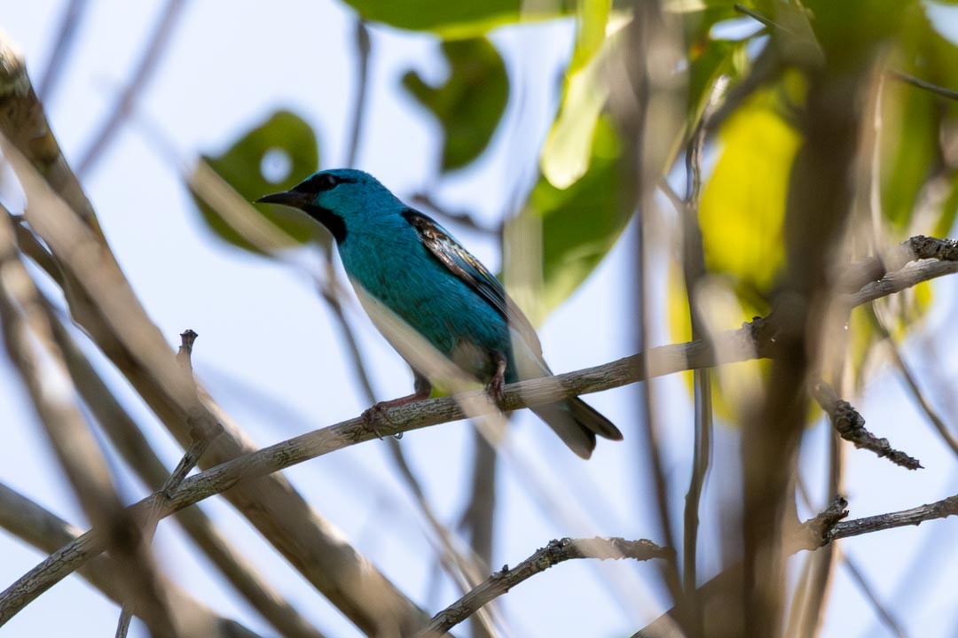 Dacnis bleu - ML642361159