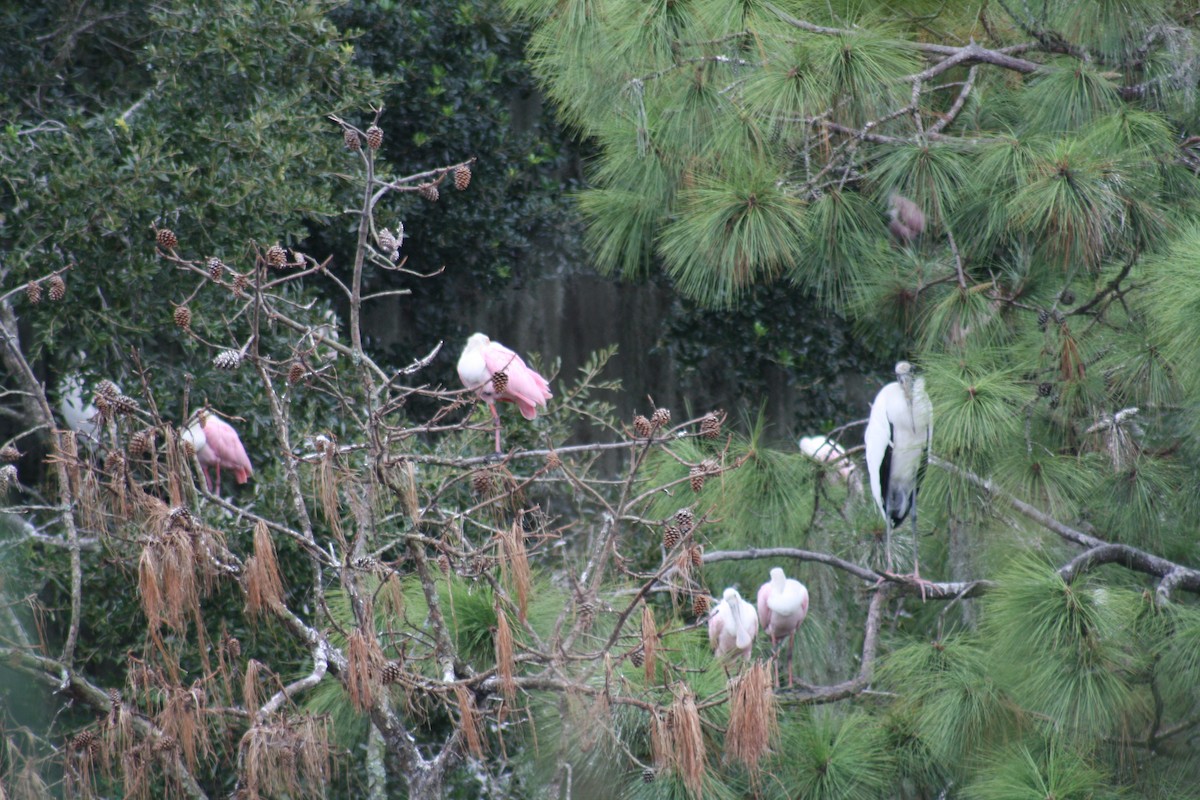 Roseate Spoonbill - ML642361160