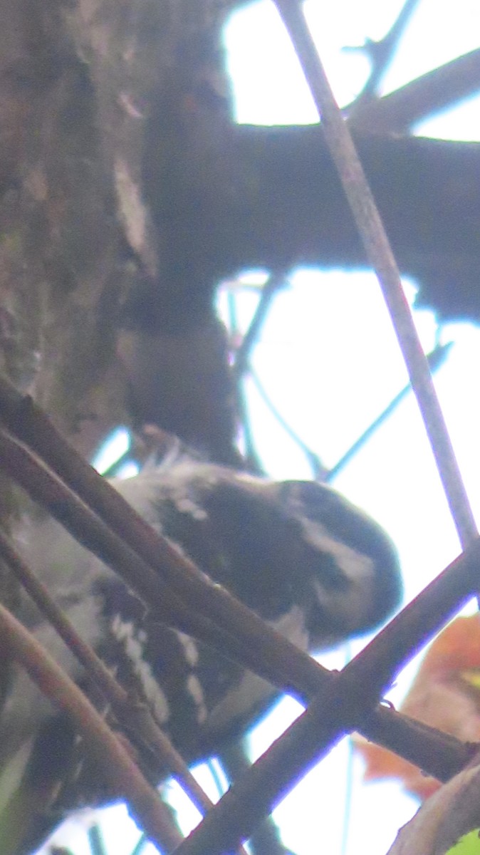 Hairy Woodpecker - ML642361165