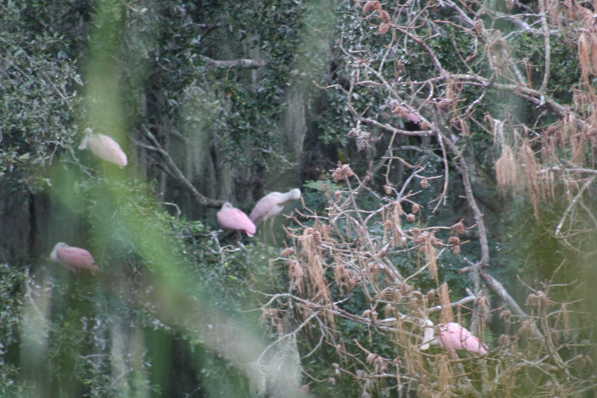 Roseate Spoonbill - ML642361173