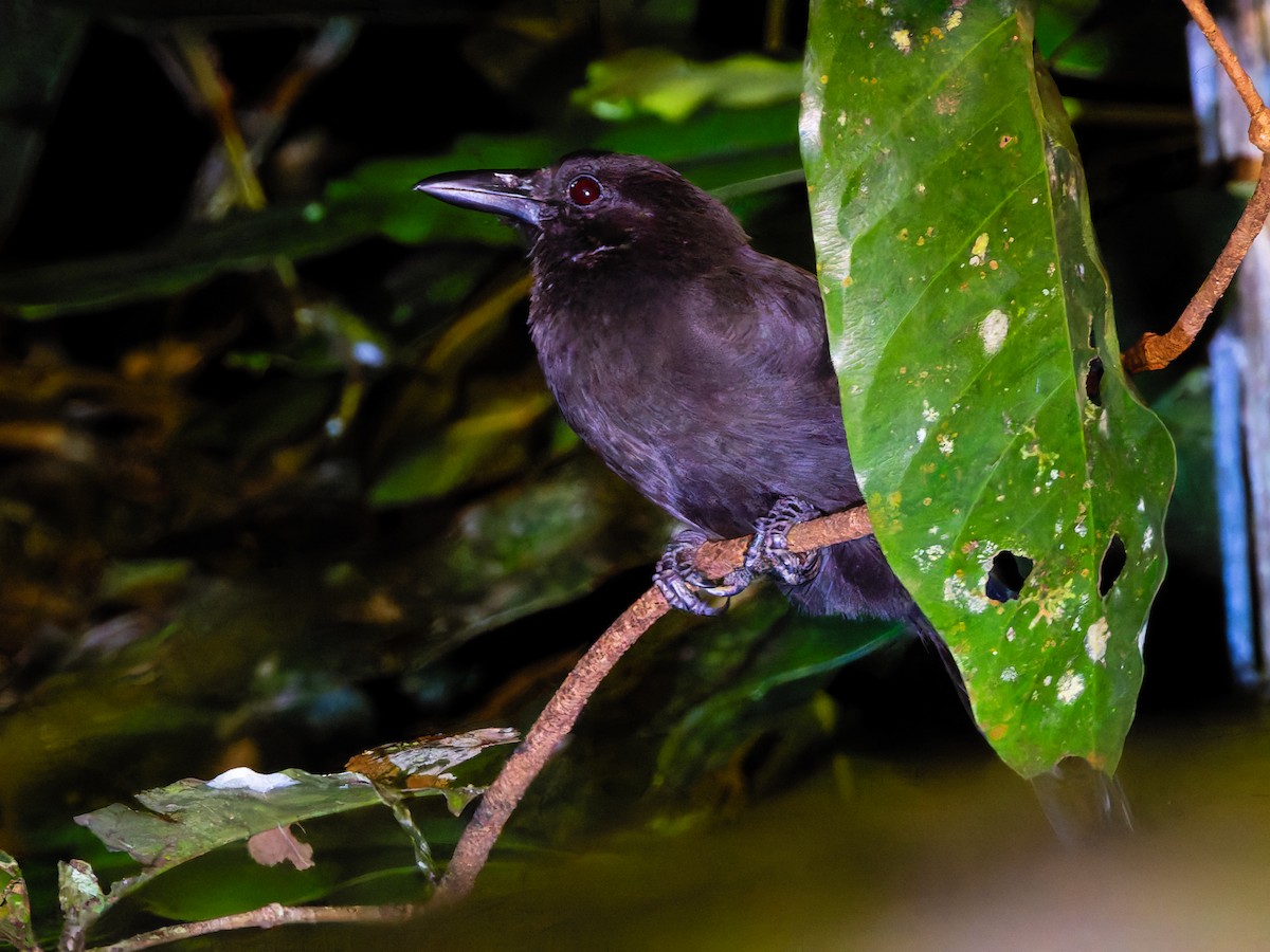 Halmahera Paradise-crow - ML642361179