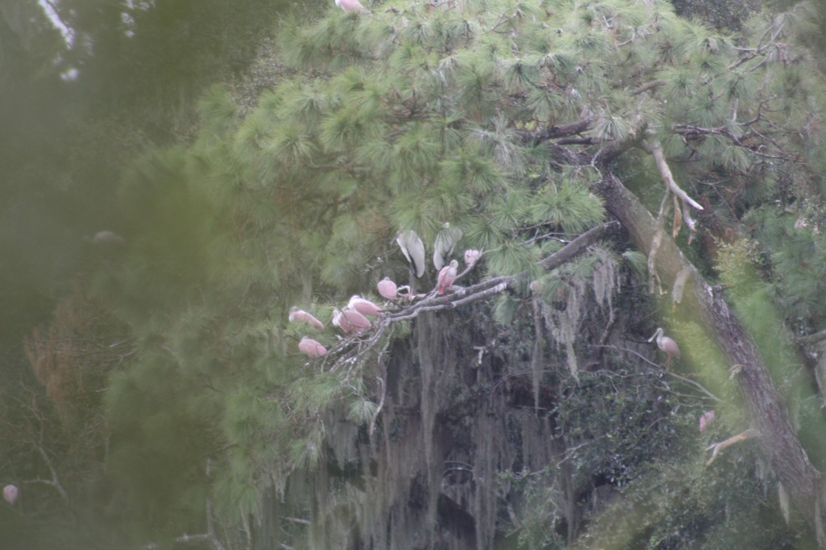 Roseate Spoonbill - ML642361188
