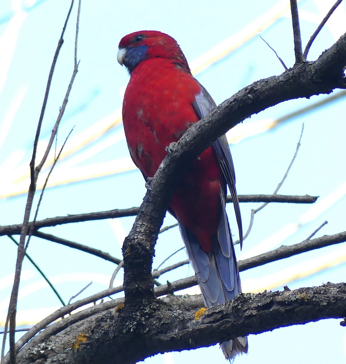 Crimson Rosella - ML642361195