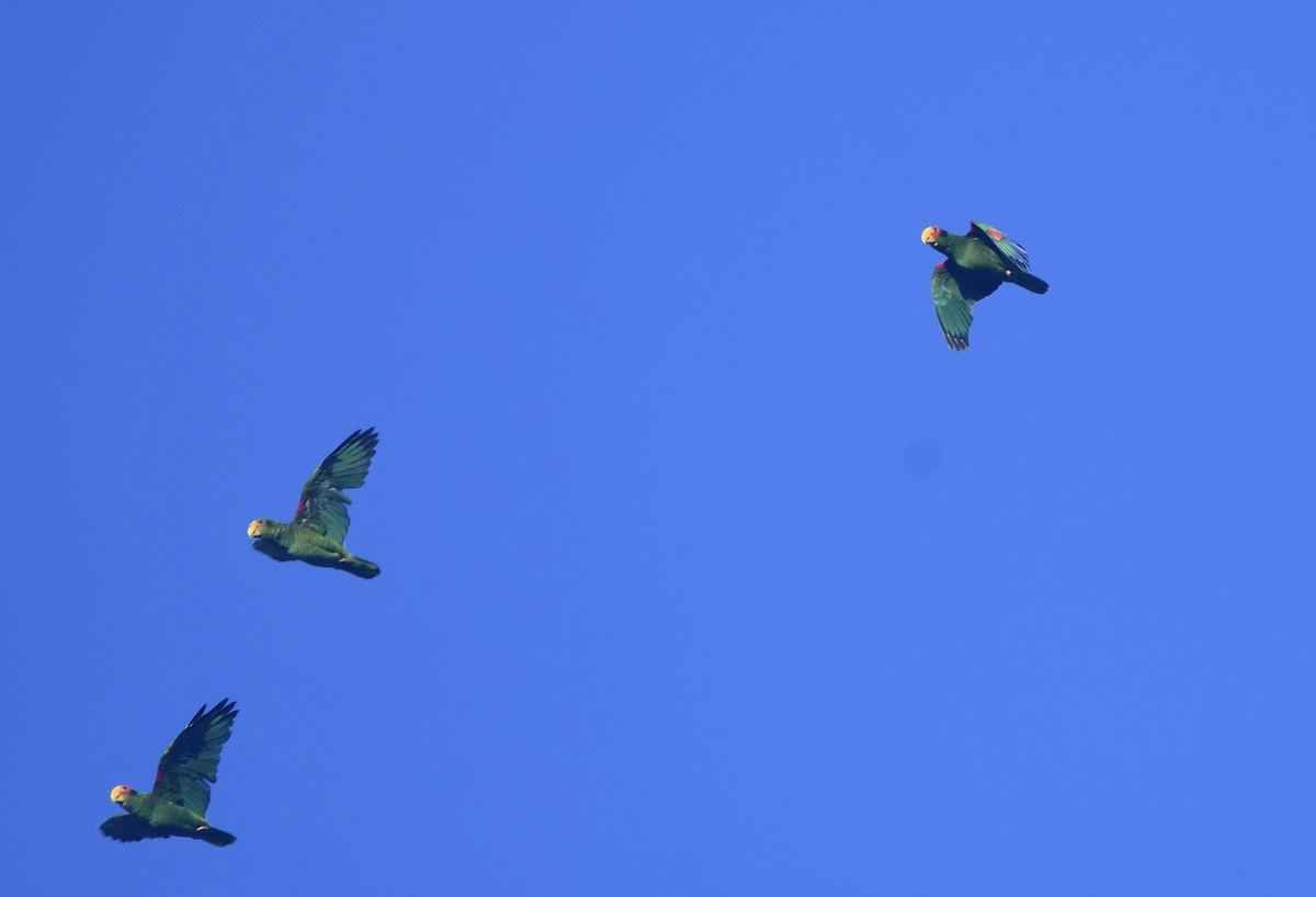 Yellow-lored Amazon - ML642361205