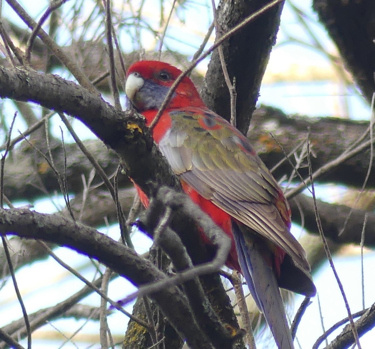 Crimson Rosella - ML642361208