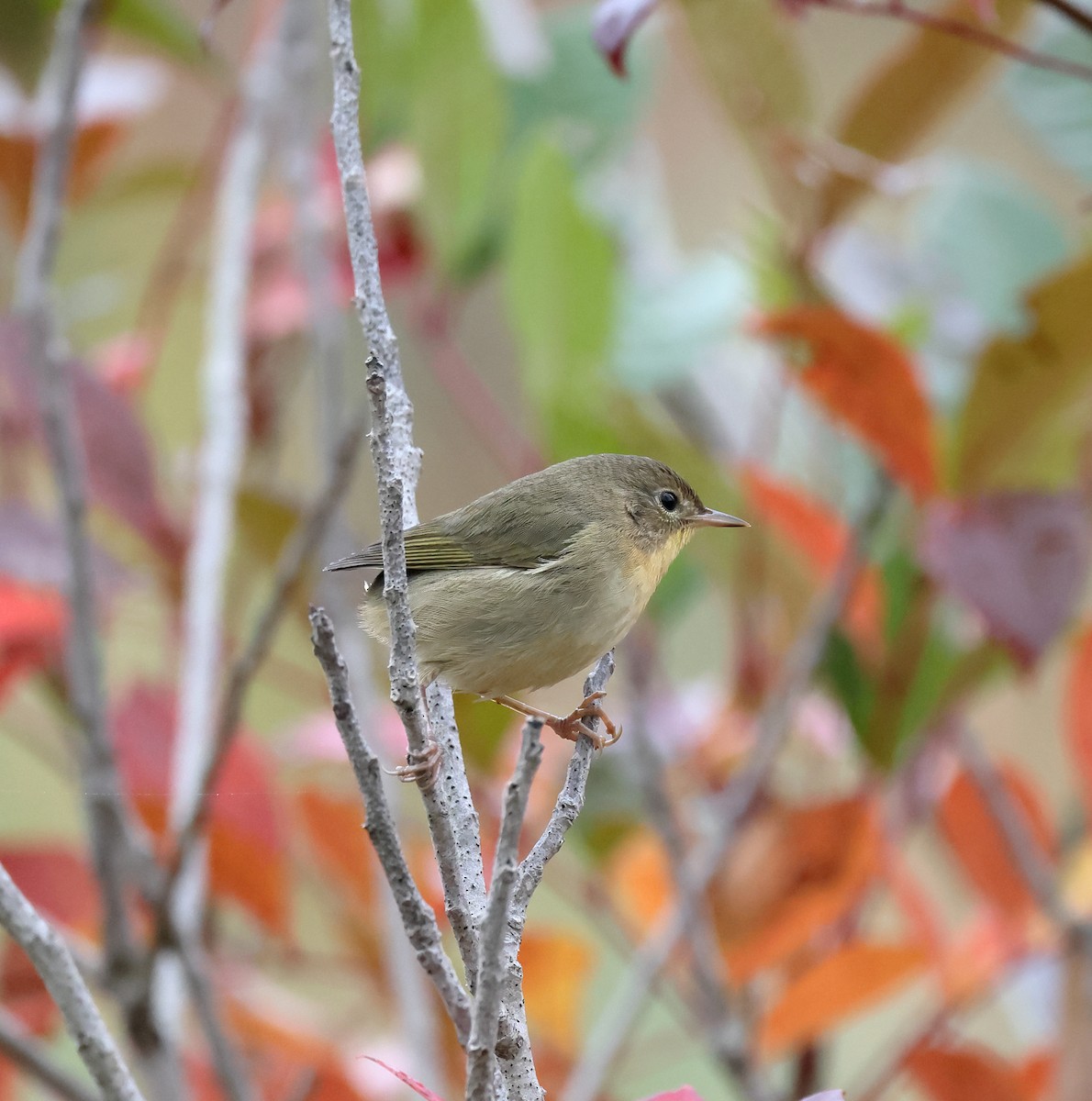 Common Yellowthroat - Carmen Kratz