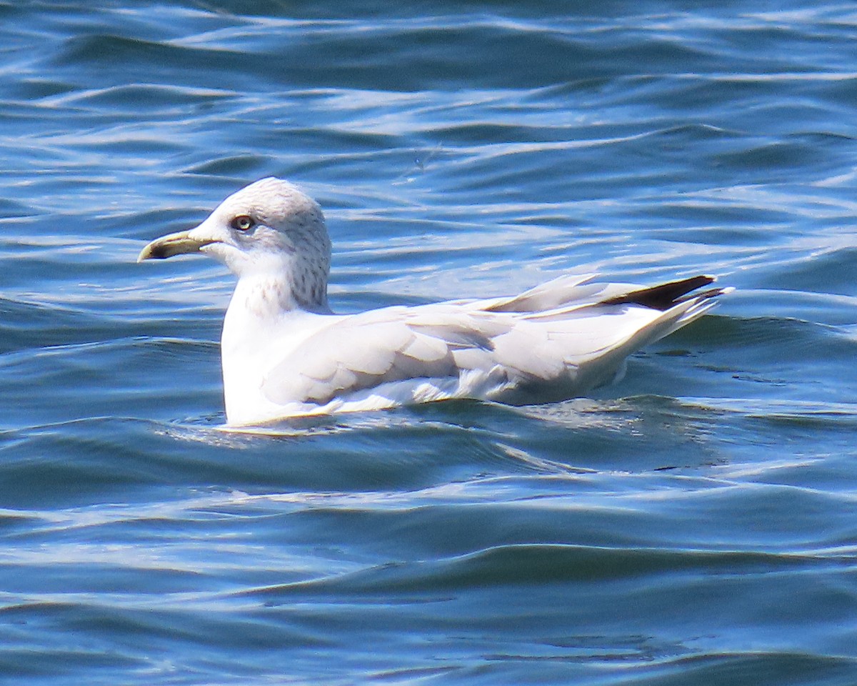 Gavina americana - ML642361238