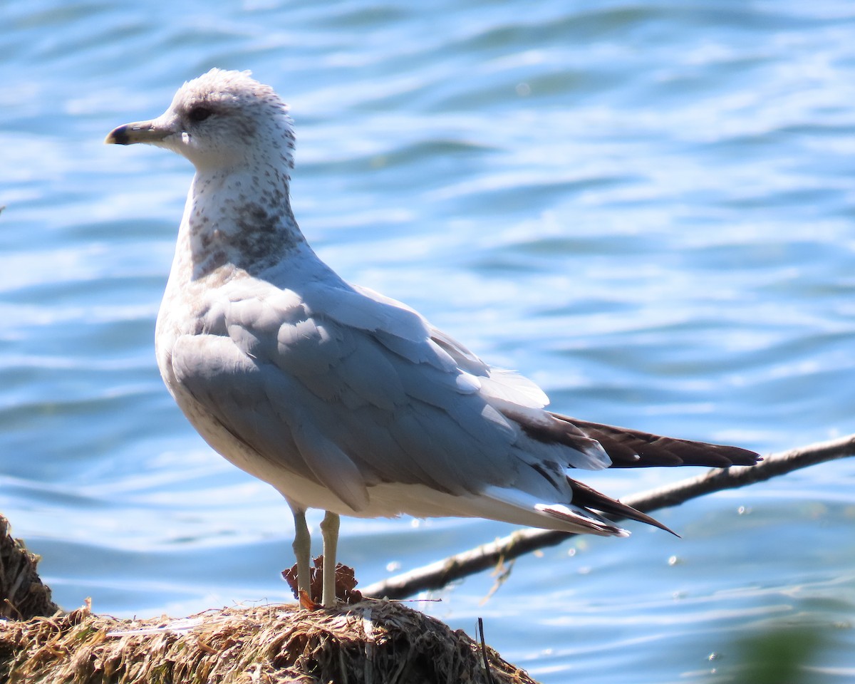 Gavina americana - ML642361239