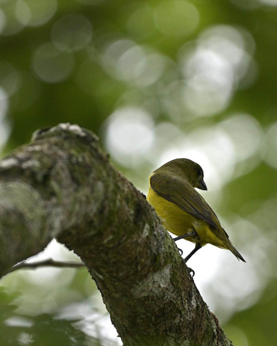 Brown-capped Tyrannulet - ML642361242