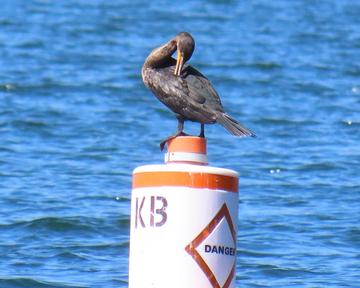 Double-crested Cormorant - ML642361250
