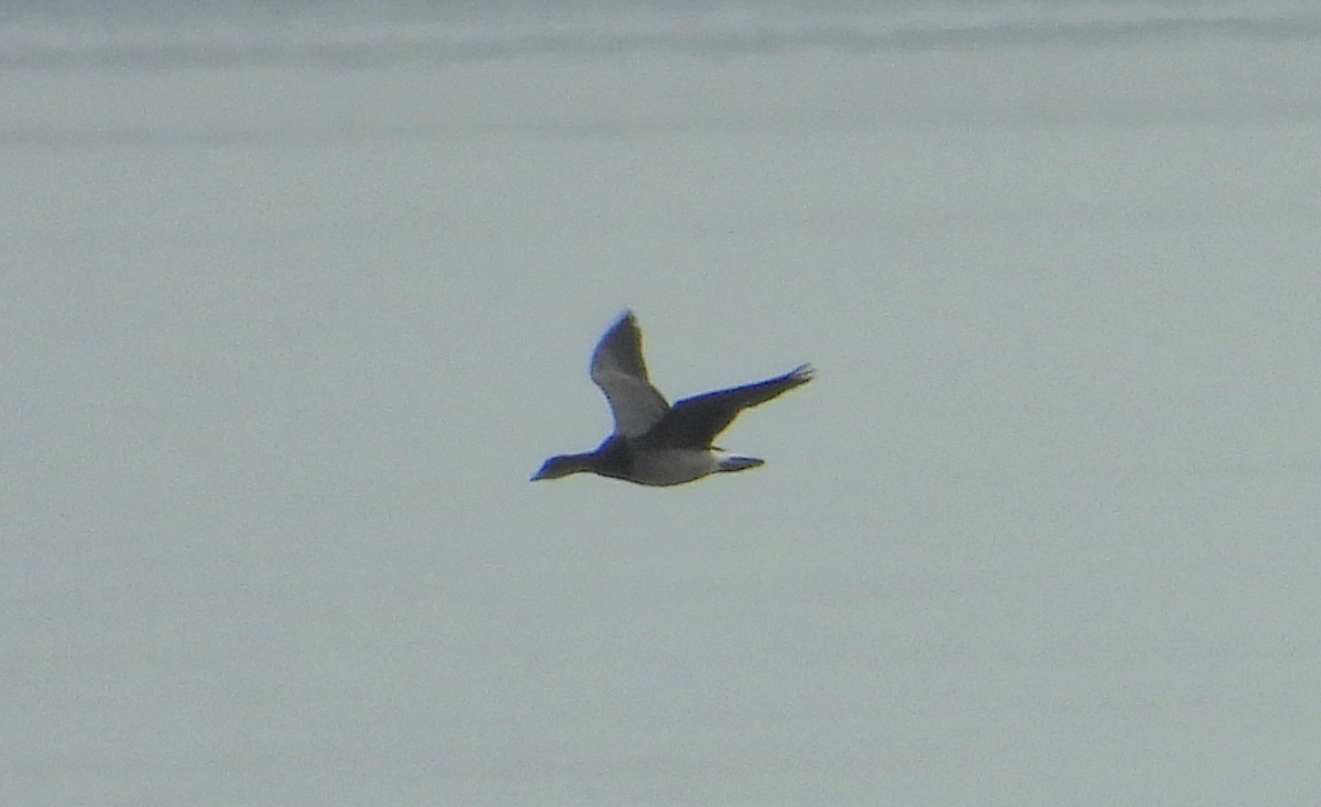 Brant - ML642361252
