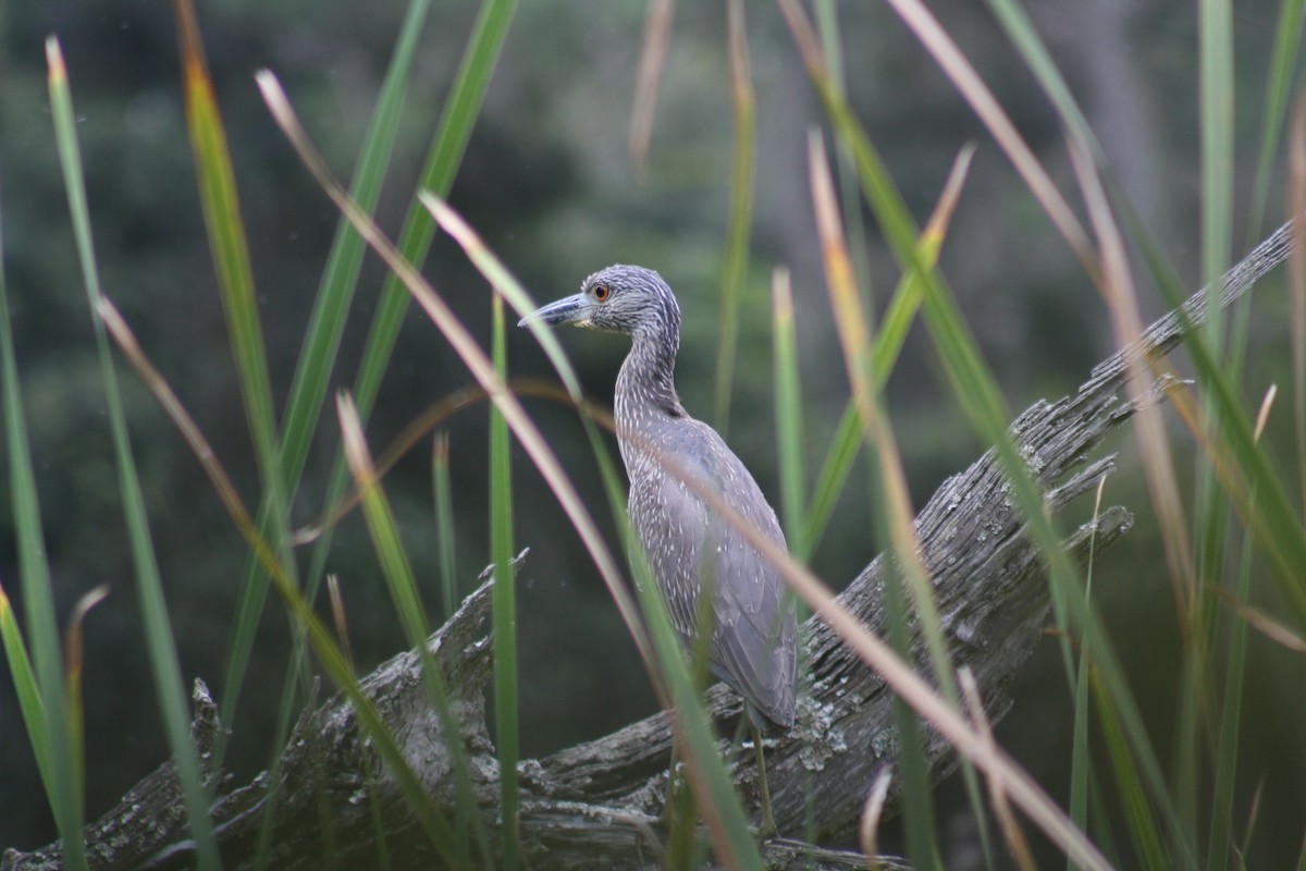 Yellow-crowned Night Heron - ML642361255