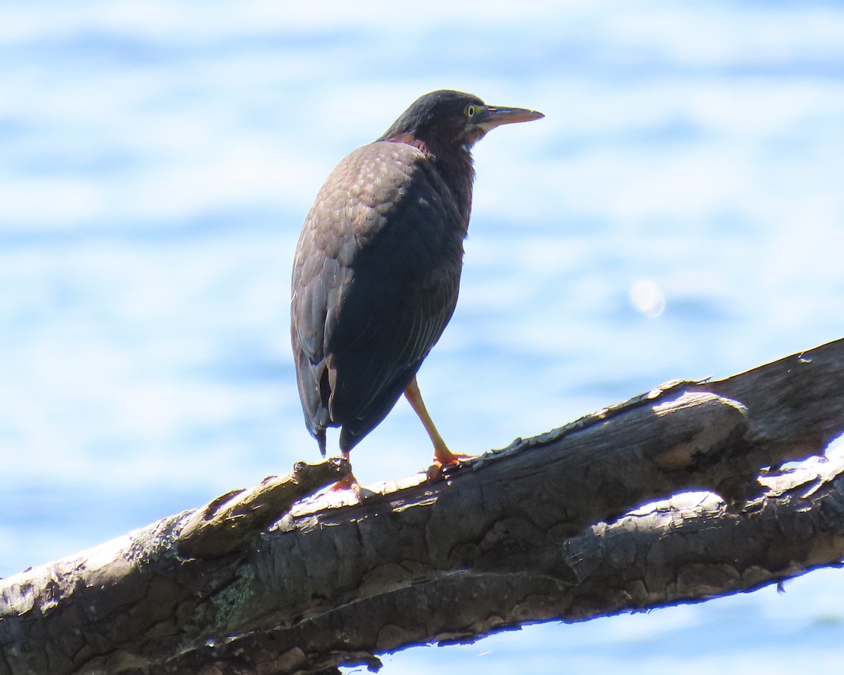 Green Heron - ML642361256