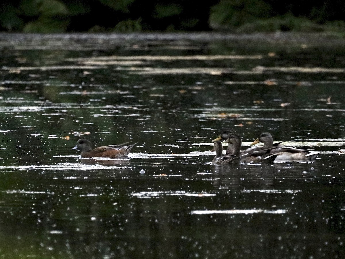 American Wigeon - ML642361261