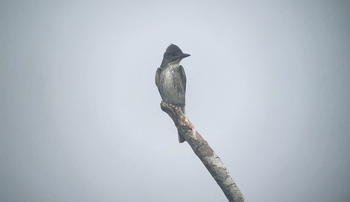 Olive-sided Flycatcher - ML642361276