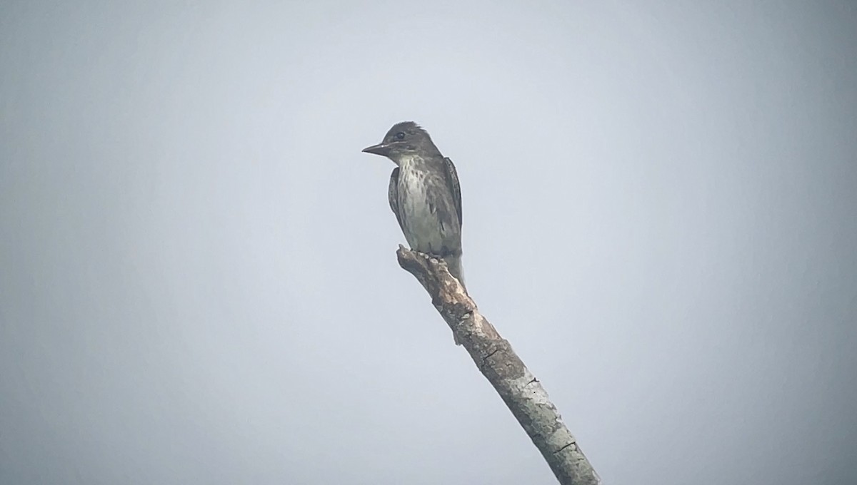 Olive-sided Flycatcher - ML642361277