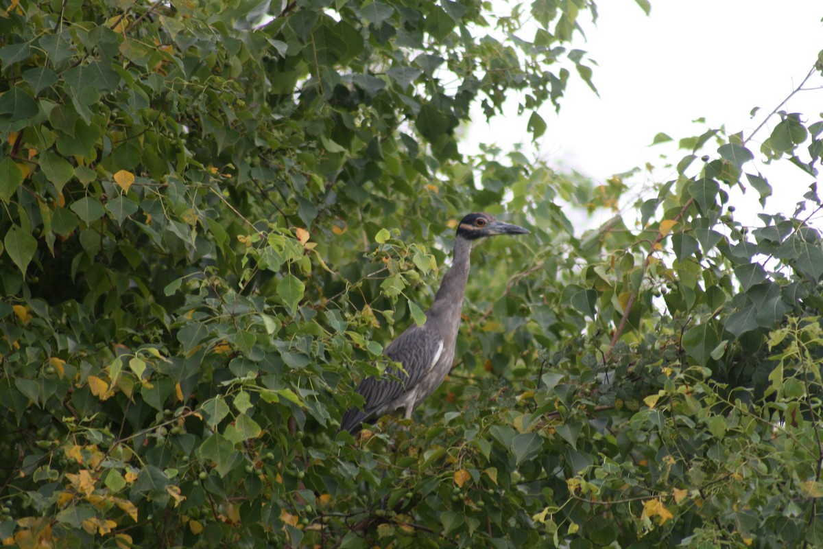 Yellow-crowned Night Heron - ML642361280