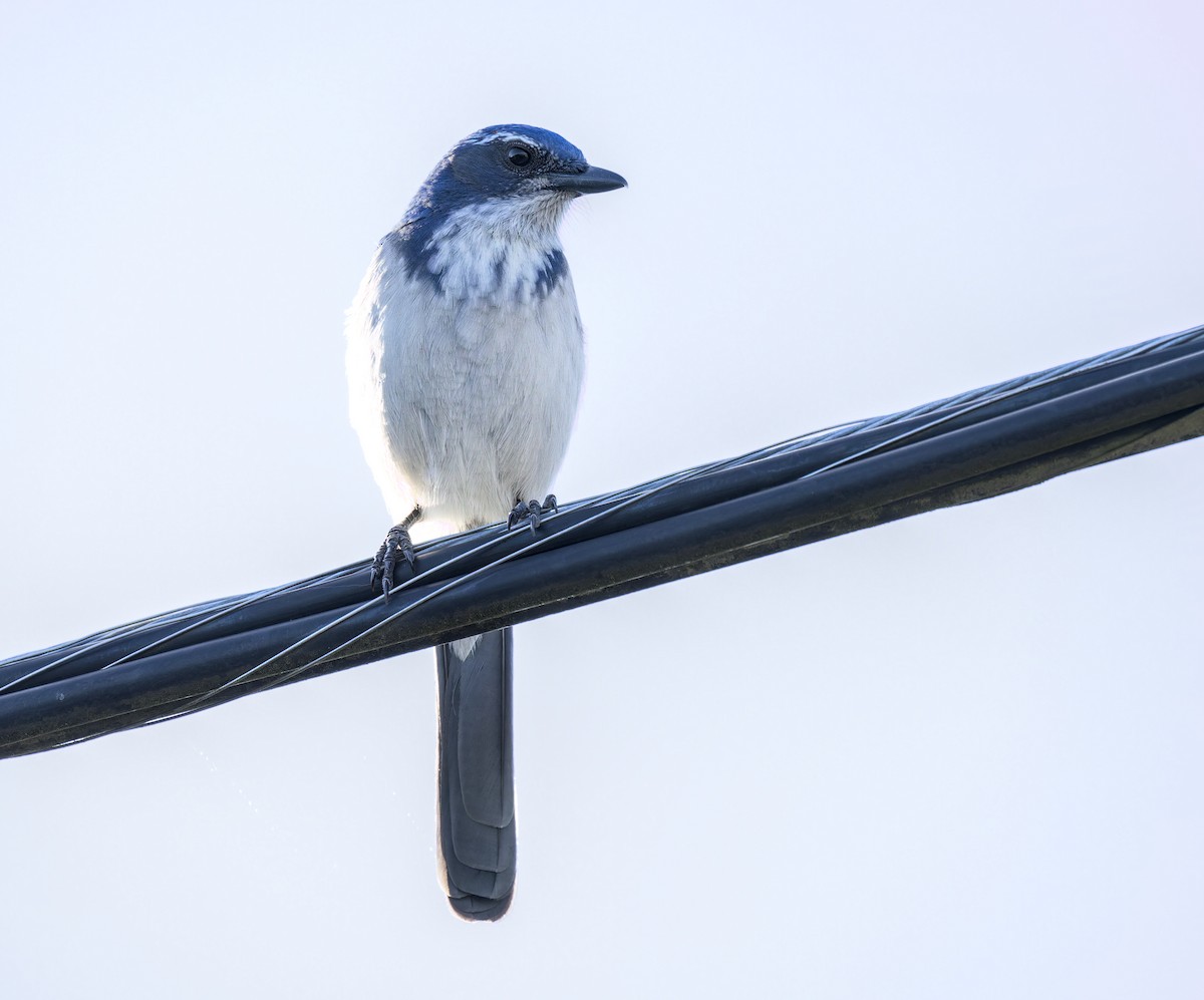 California Scrub-Jay - ML642361292