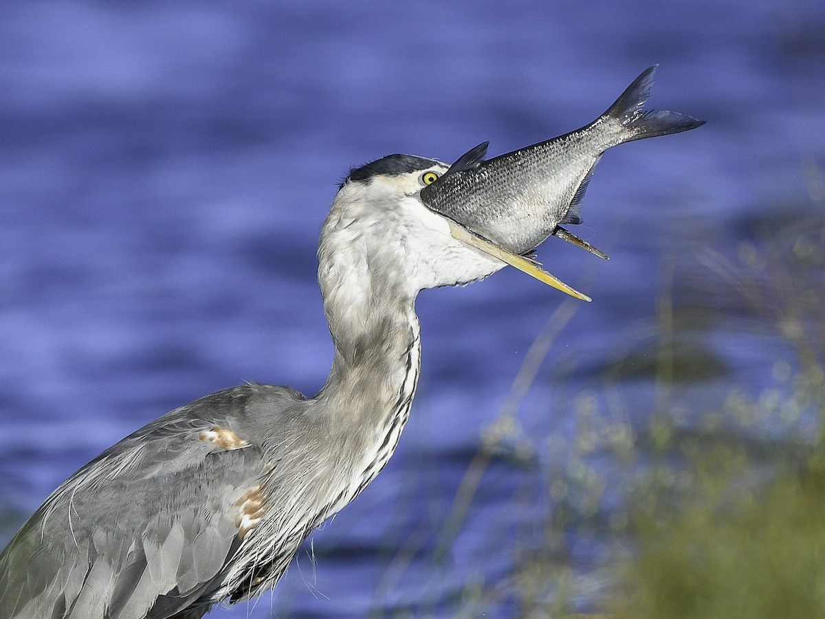 Great Blue Heron - ML642361334