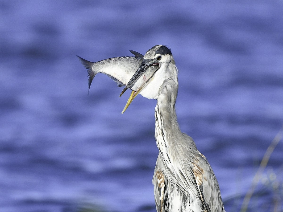 Great Blue Heron - ML642361336